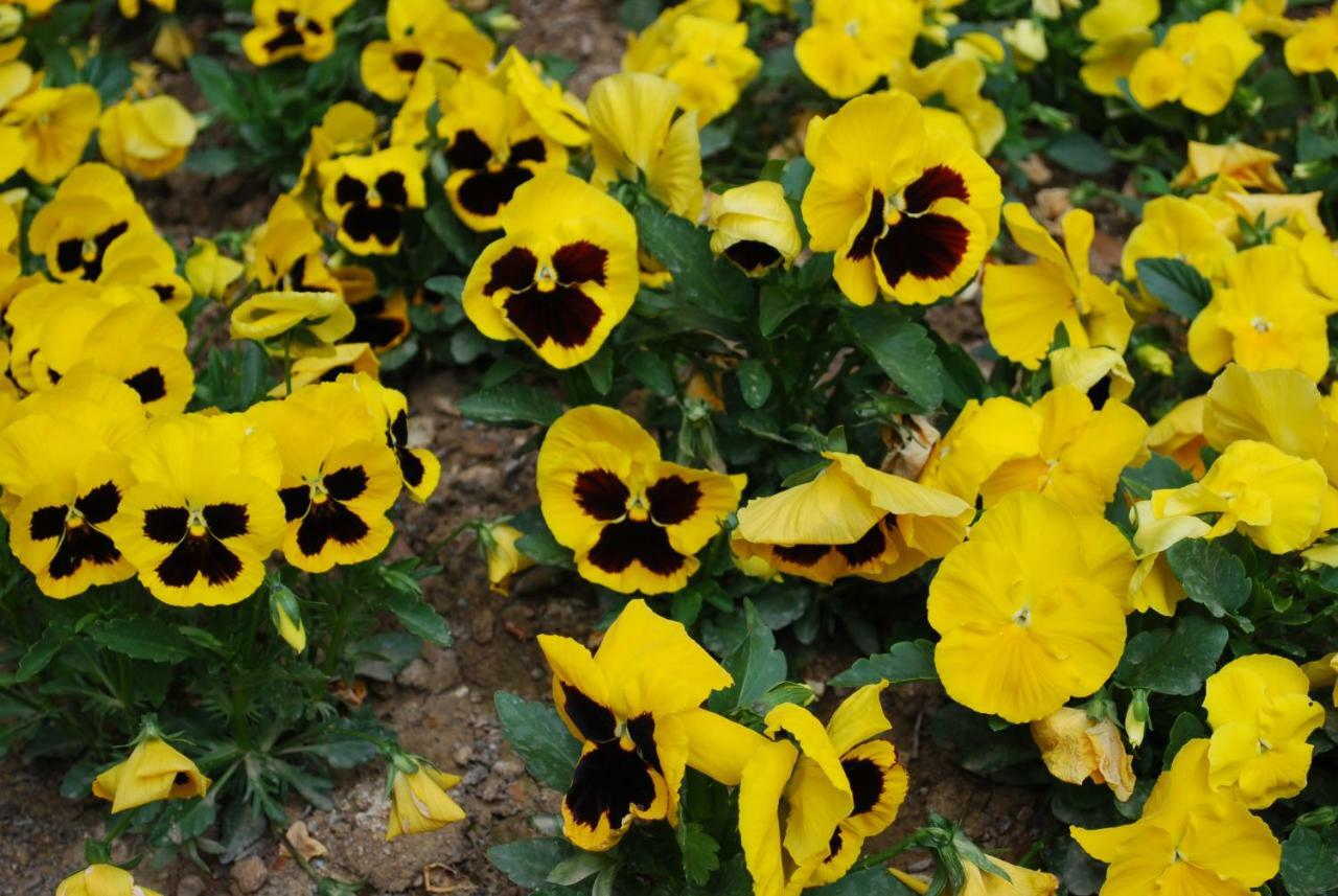 Dei Fiori 3*